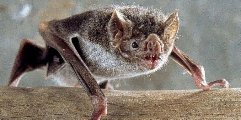 The Bat Blackout: What Pest Control Sales Reps Need to Know