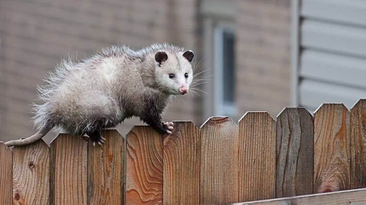 How to Keep Possums Away From Your Home